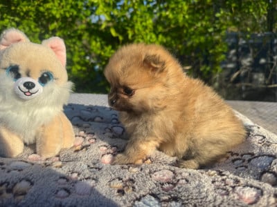 Les chiots de Spitz allemand