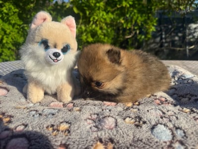 Les chiots de Spitz allemand