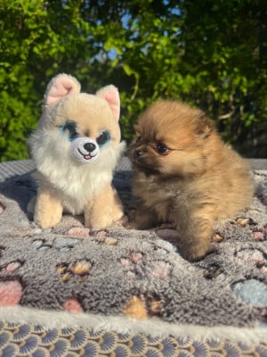 Les chiots de Spitz allemand