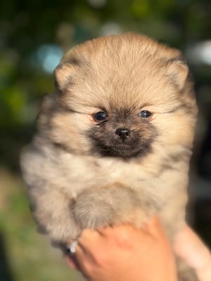 Les chiots de Spitz allemand