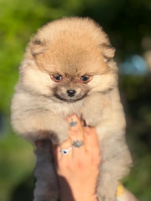 Les chiots de Spitz allemand