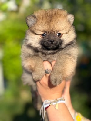 Les chiots de Spitz allemand