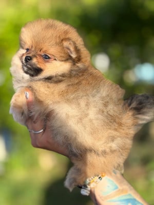 Les chiots de Spitz allemand