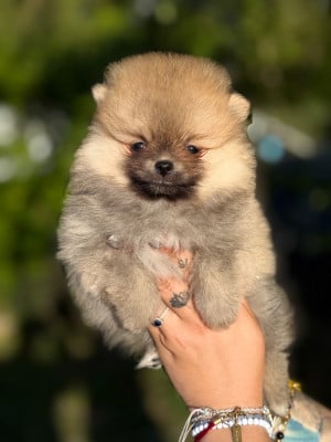 Les chiots de Spitz allemand