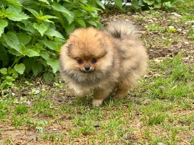Les chiots de Spitz allemand