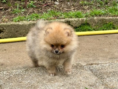 Les chiots de Spitz allemand