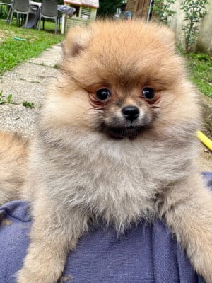 Les chiots de Spitz allemand