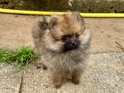 Les chiots de Spitz allemand