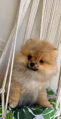 Les chiots de Spitz allemand