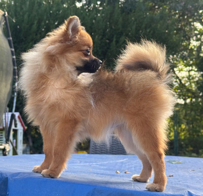 Les chiots de Spitz allemand