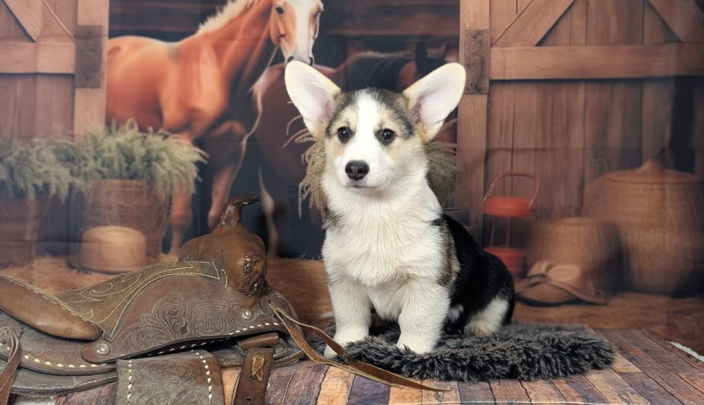 Welsh Corgi Pembroke - Wonders of the World