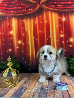 Les chiots de Welsh Corgi Pembroke