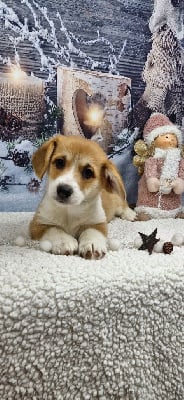 Les chiots de Welsh Corgi Pembroke