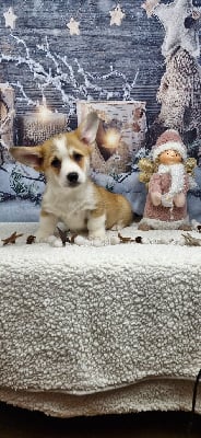 Les chiots de Welsh Corgi Pembroke