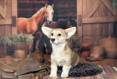 Les chiots de Welsh Corgi Pembroke