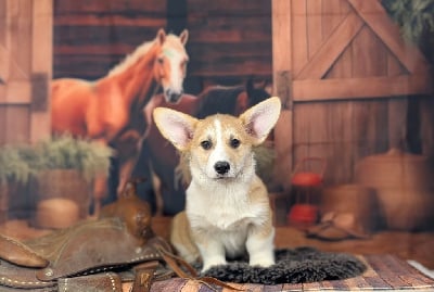 Les chiots de Welsh Corgi Pembroke