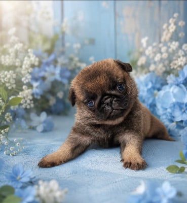 Les chiots de Carlin