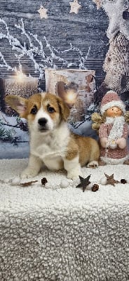 Les chiots de Welsh Corgi Pembroke