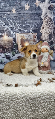 Les chiots de Welsh Corgi Pembroke