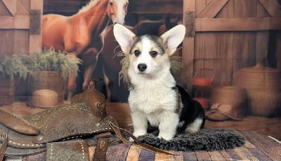 Les chiots de Welsh Corgi Pembroke
