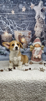 Les chiots de Welsh Corgi Pembroke