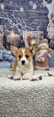 Les chiots de Welsh Corgi Pembroke