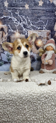 Les chiots de Welsh Corgi Pembroke