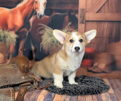 Les chiots de Welsh Corgi Pembroke