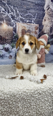 Les chiots de Welsh Corgi Pembroke