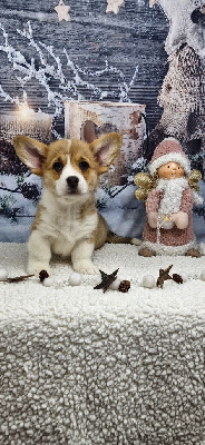 Les chiots de Welsh Corgi Pembroke