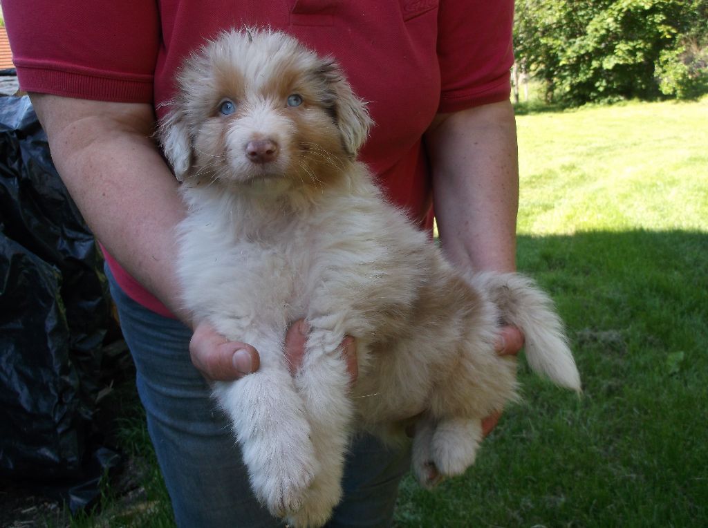 PEARL - Berger Australien
