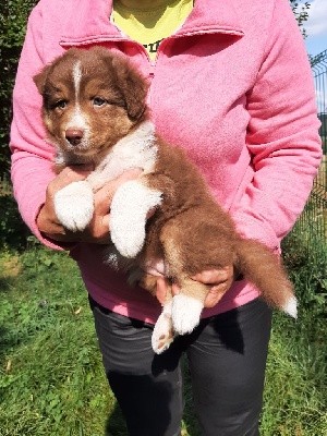 Chiots De La Race Berger Australien Disponibles Sur Chiots De France Chiots De La Race Berger Australien Disponibles Sur Chiots De France
