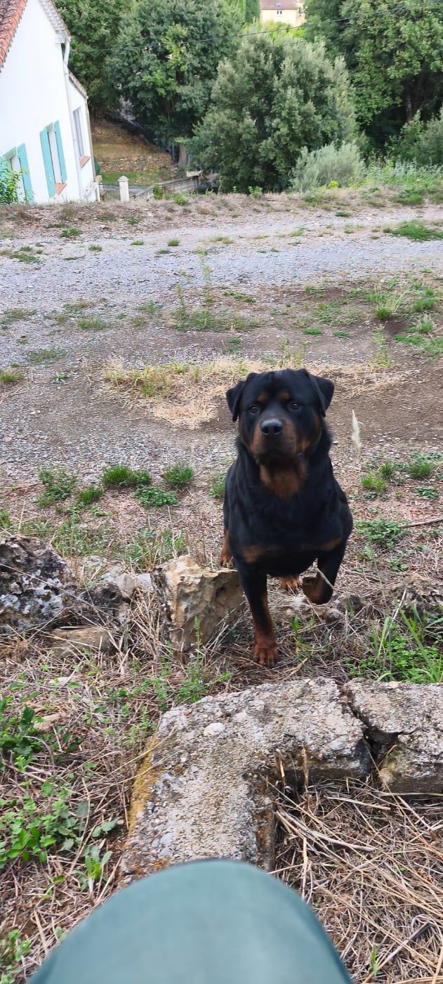 Publication : Vom Der Erzengel Auteur : HD-A ED-1