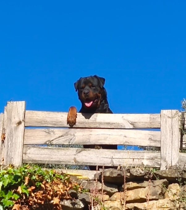 Publication : Vom Der Erzengel Auteur : HD-A ED-1