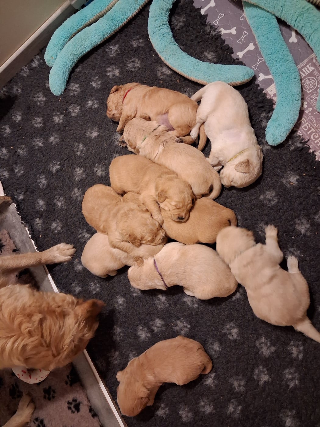 CHIOT 9 - Golden Retriever