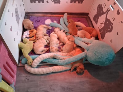 Les chiots de Golden Retriever