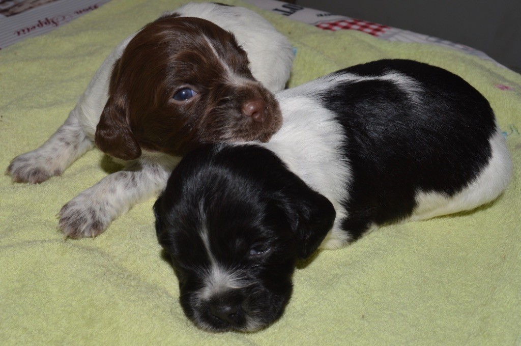 O Pepper - Epagneul Breton