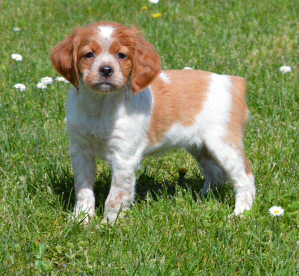 Chiot Elevage du Clan des Perdrix eleveur de chiens