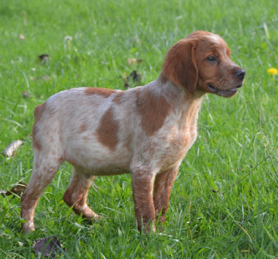 Chiots de race Epagneul Breton LOF à vendre en France