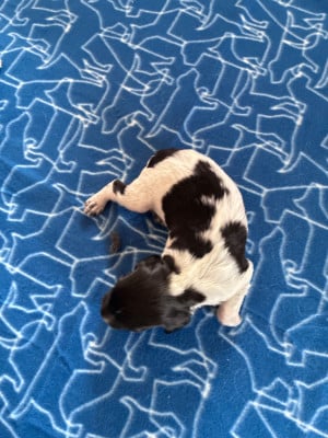 Les chiots de Epagneul Breton