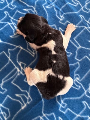 Les chiots de Epagneul Breton