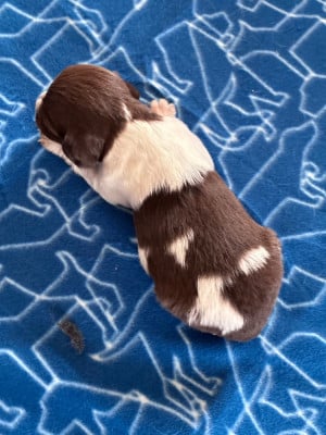 Les chiots de Epagneul Breton