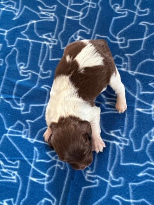 Les chiots de Epagneul Breton