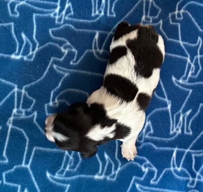 Les chiots de Epagneul Breton