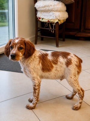 Les chiots de Epagneul Breton