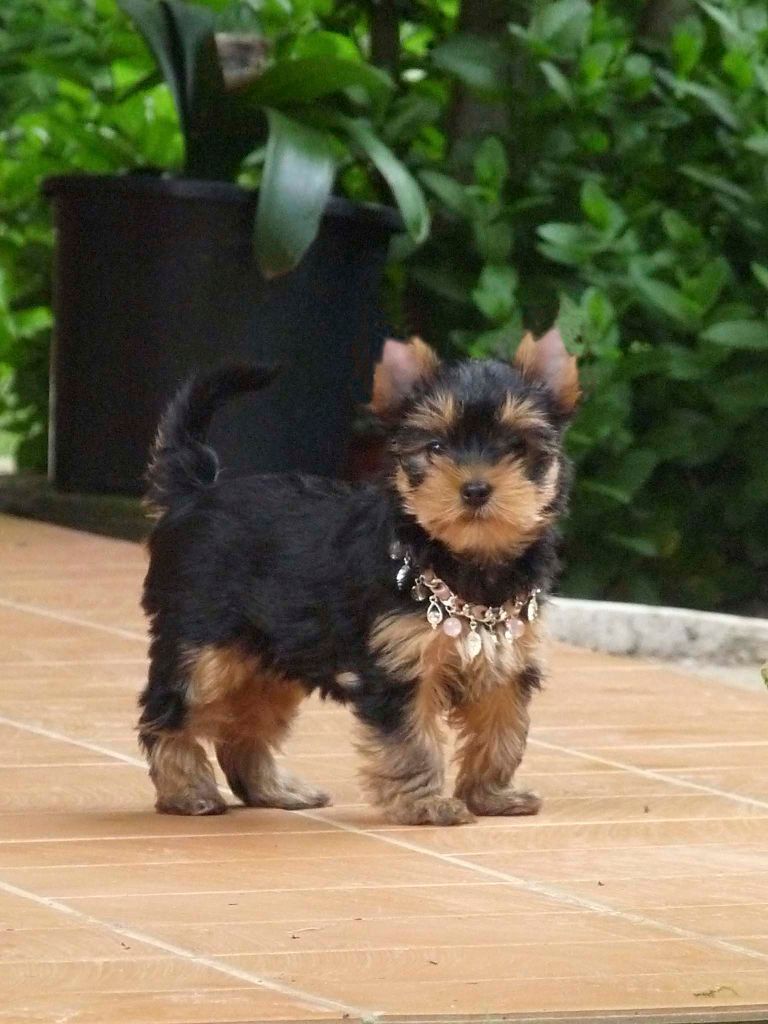 Pepper sweet du domaine des chenes garance