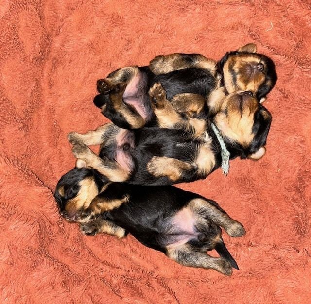 Yorkshire Terrier - du domaine des chenes garance