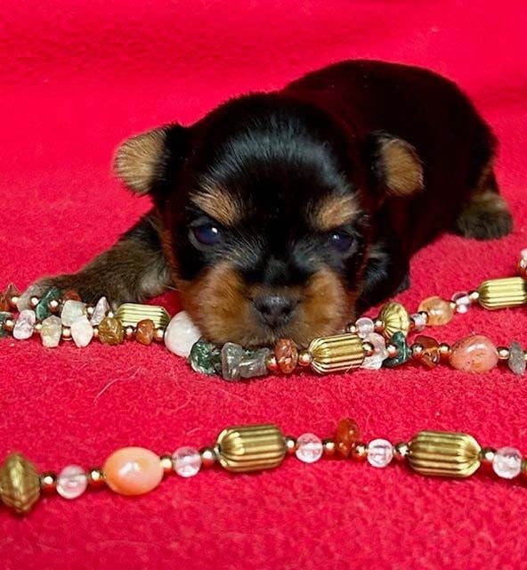 Yorkshire Terrier - du domaine des chenes garance