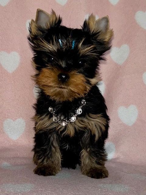 Yorkshire Terrier - du domaine des chenes garance