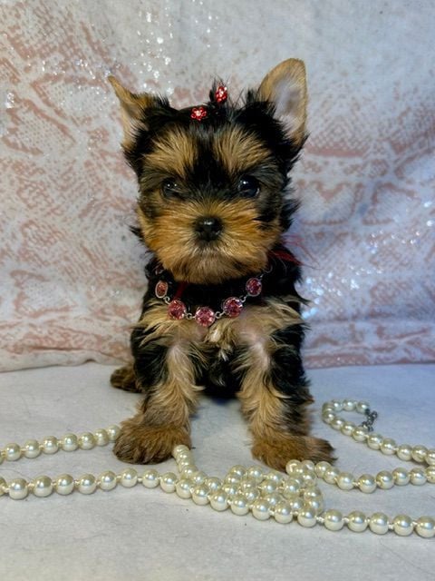 Chiot N°2